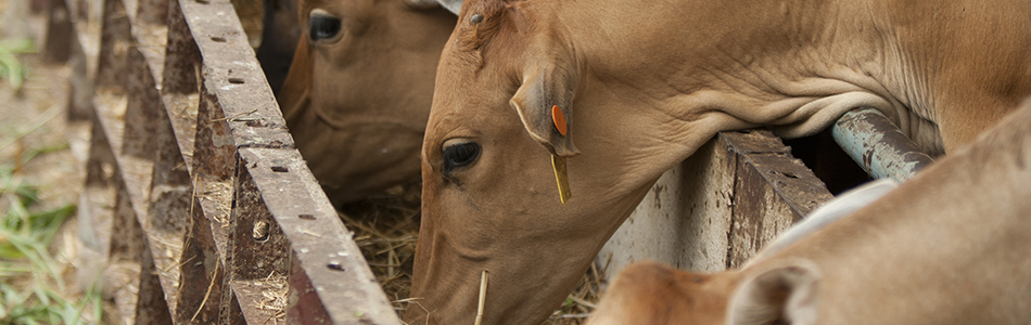 Embouche bovine 